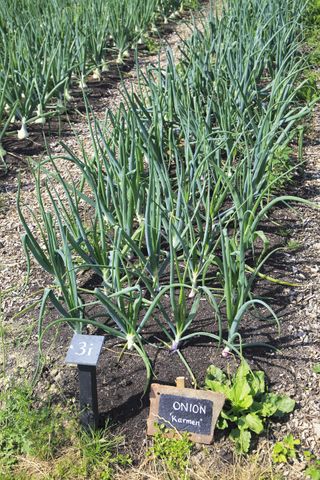 onions planted in a vegetable garden