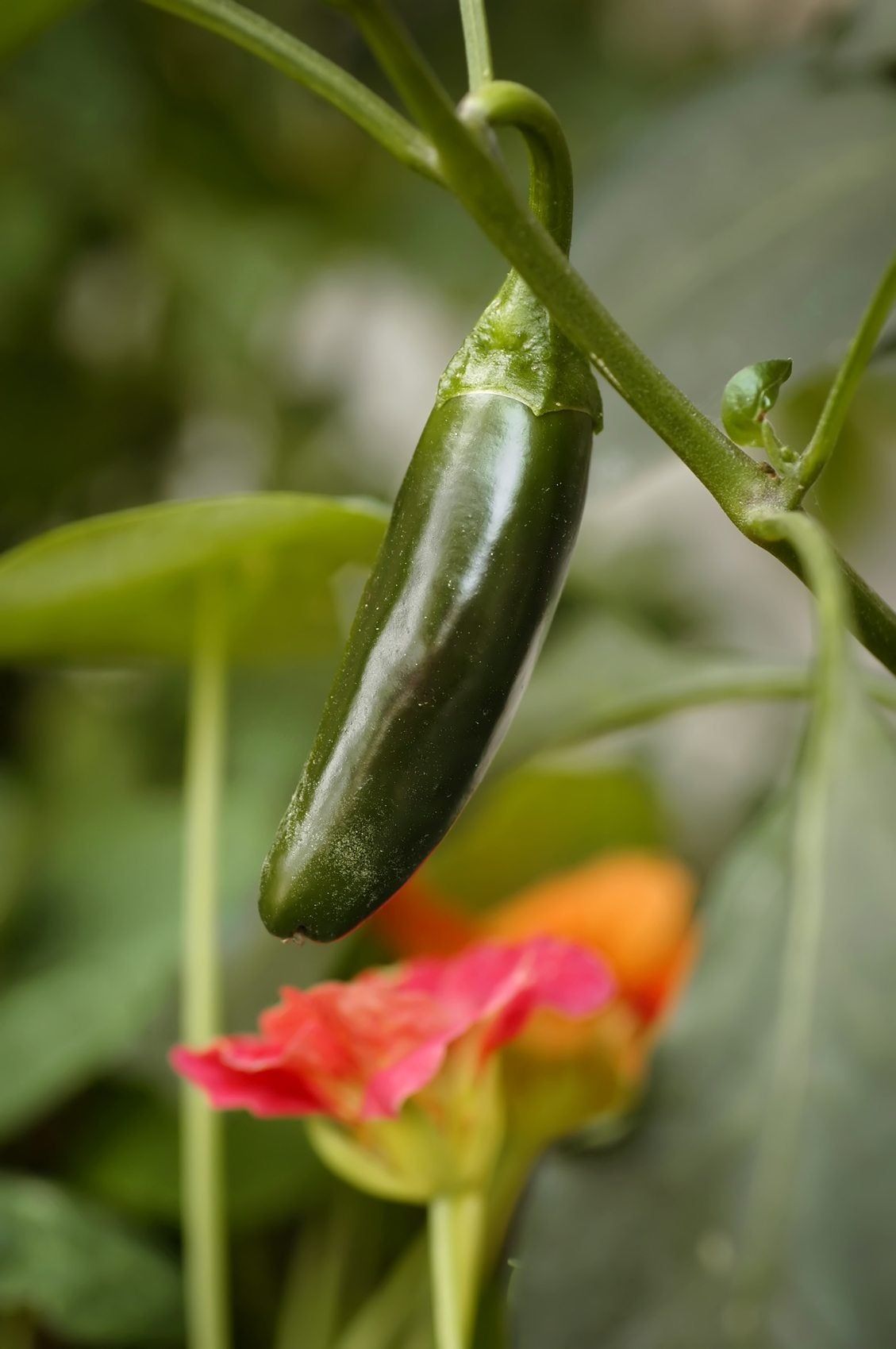 jalapeno companions