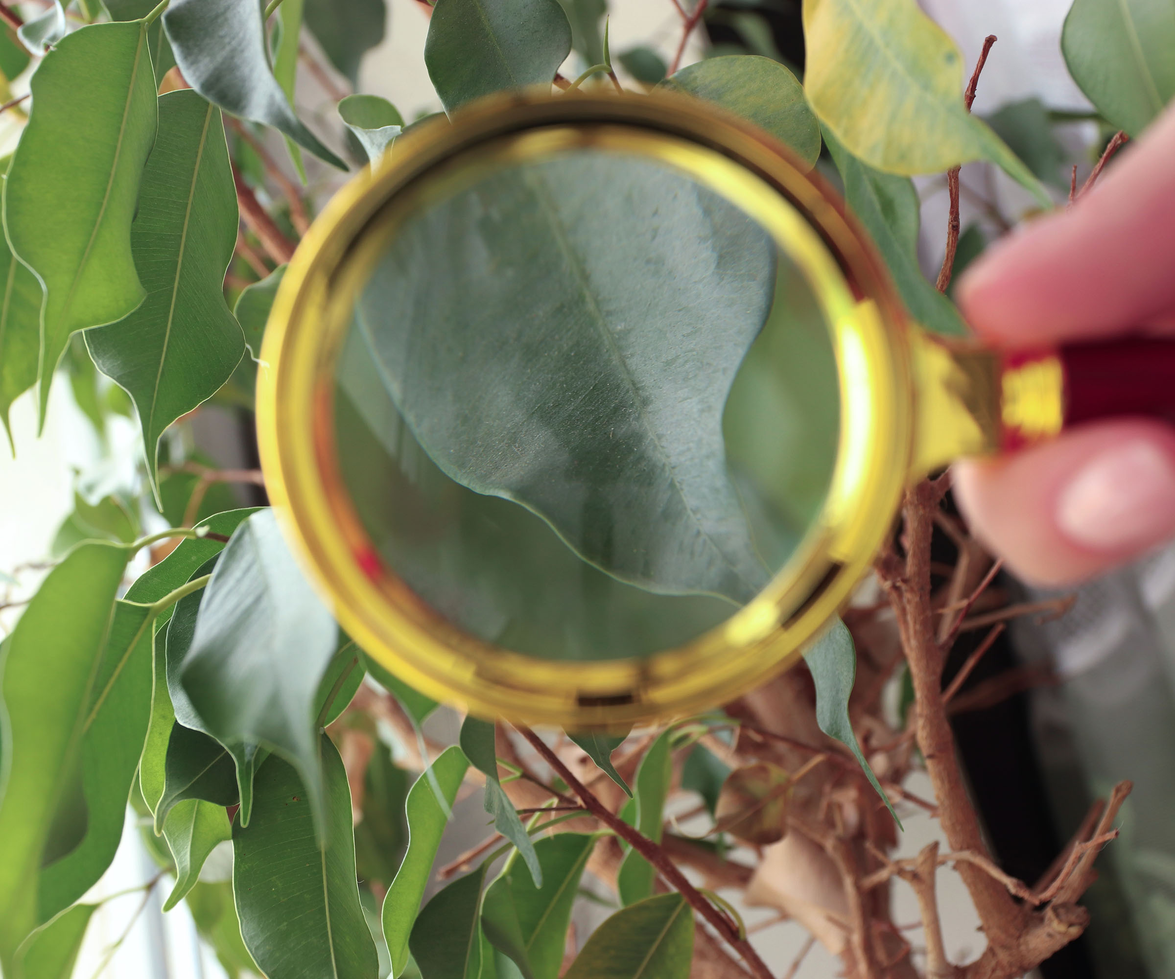 A close-up shot of a hand holding a golden magnifying glass over green ficus leaves to inspect for pests or diseases.