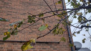 Tree branches for pruning