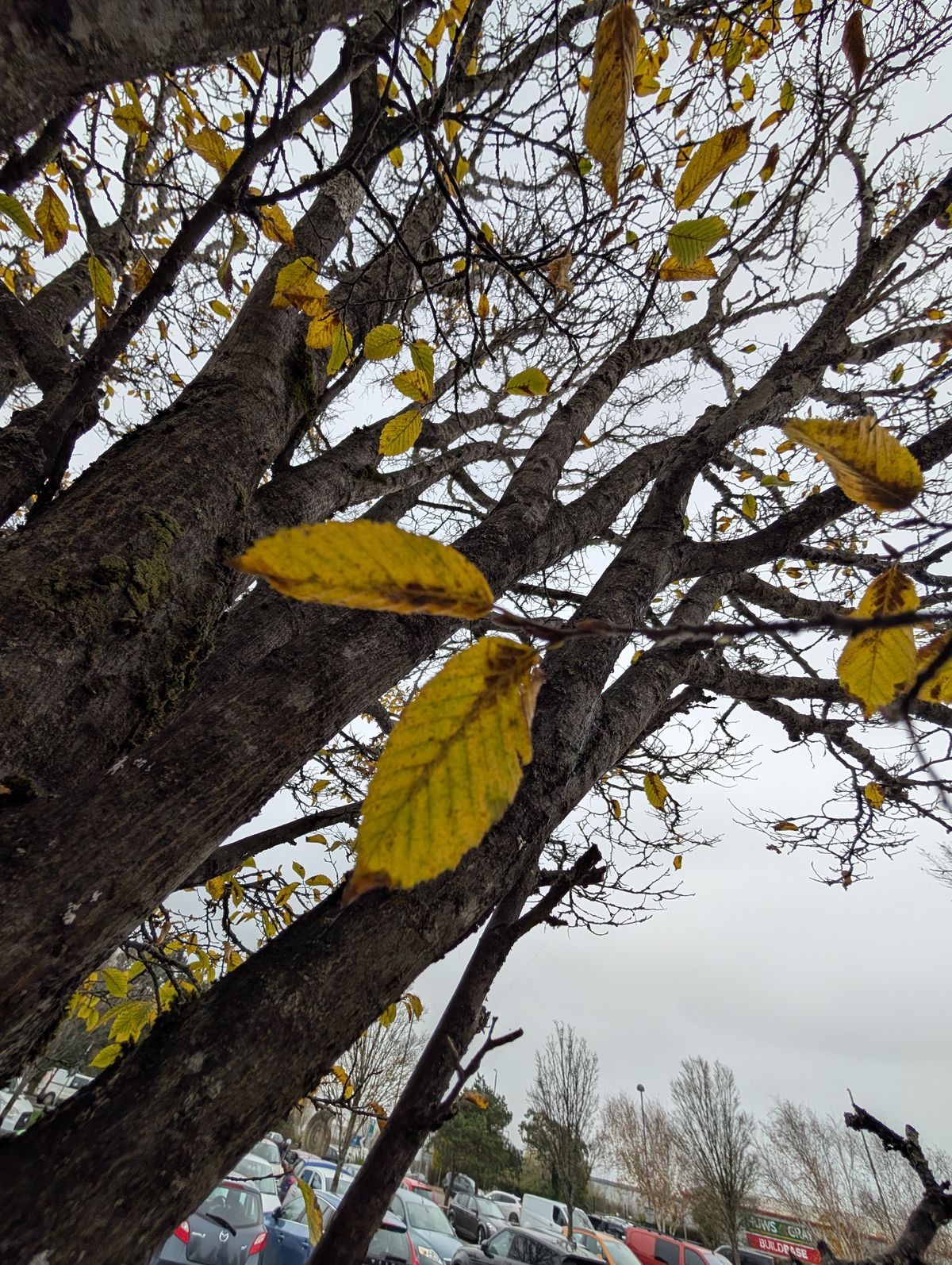 Sample image from Google Pixel 9 Pro