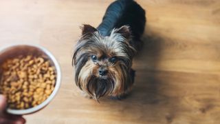 Yorkshire Terrier looking at bowl of dry dog food