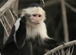 White-Faced Capuchin