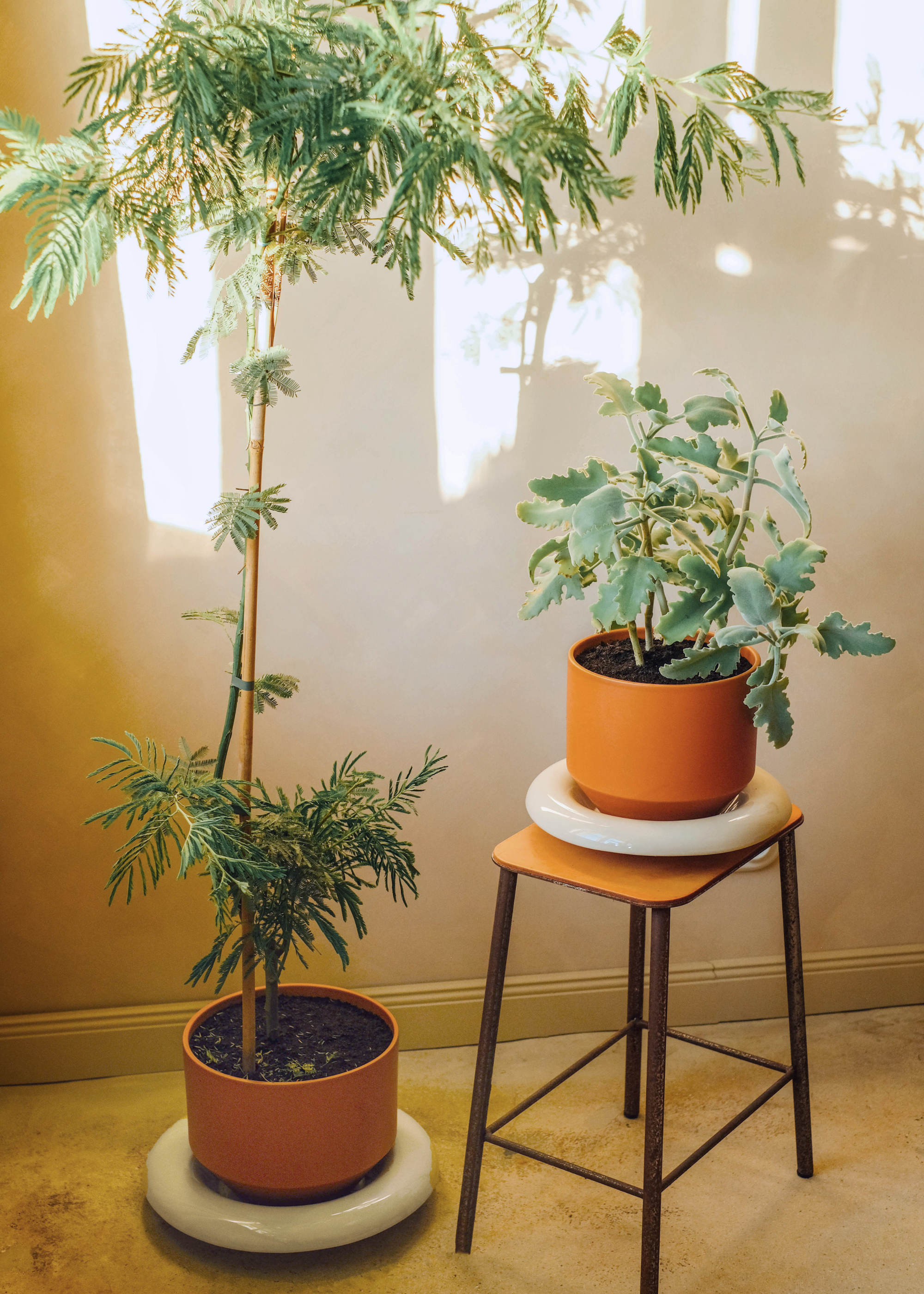 A living room with a pai r of potted plants in terracotta pots with ceramic glazed saucers