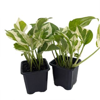 N Joy Pothos - Epipremnum aureum