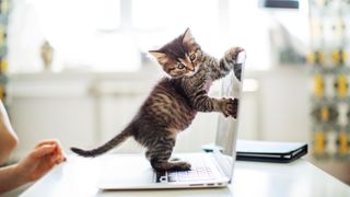 Kitten playing on computer