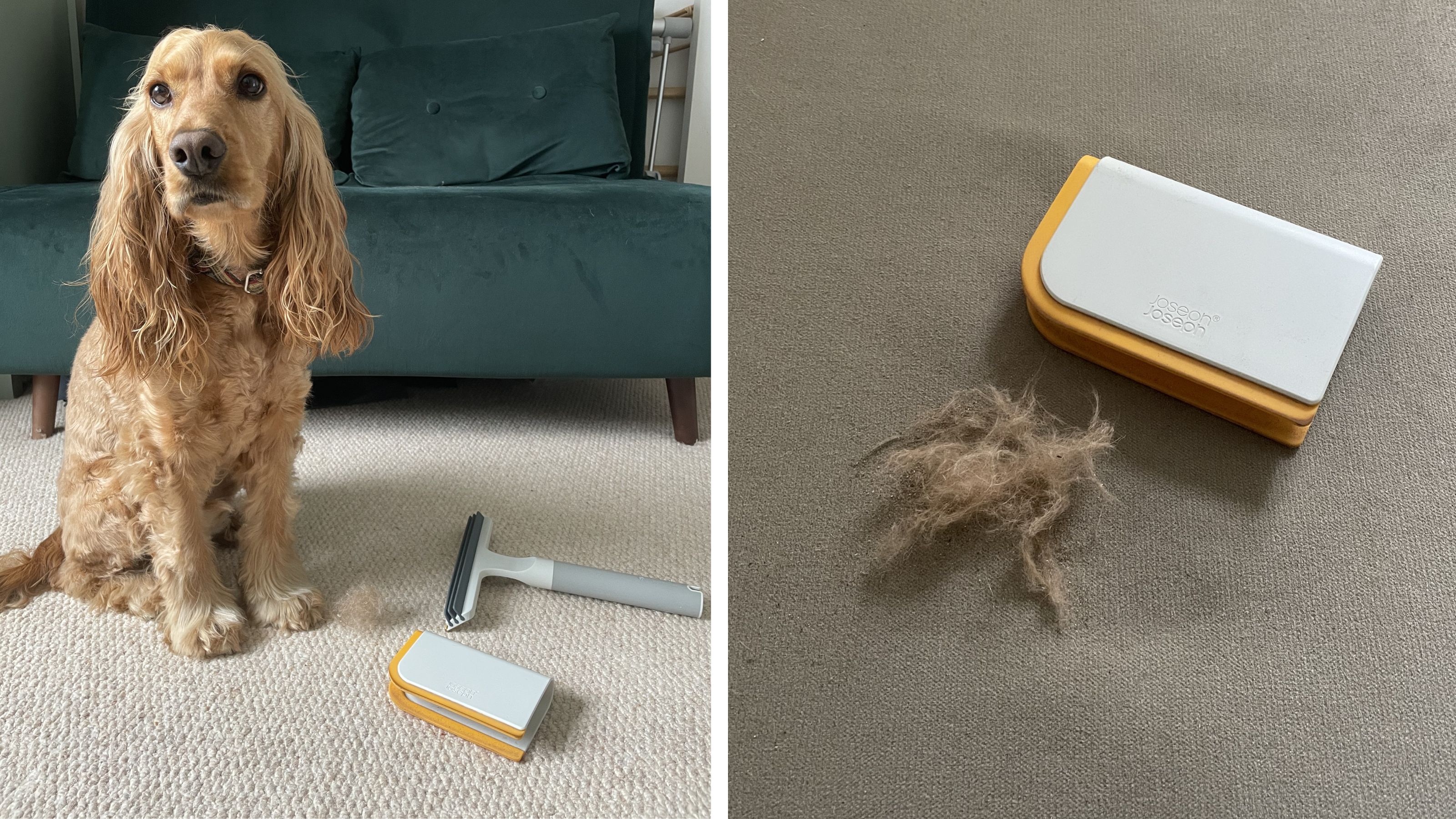 On the left sits a cocker spaniel on cream carpet with a green sofa bed behind it, and on the right a grey footstool with a carpet scraper tool and a pile of hair