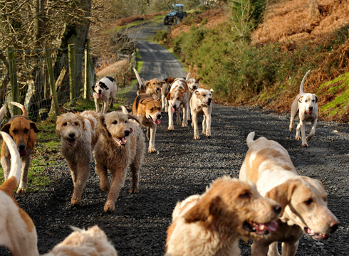 THE GOLDEN VALLEY HUNT