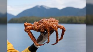 A giant red and spiky Alaska King Crab being up up be a fisherman. In the background you can see water and some mountains.