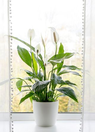 peace lily in window