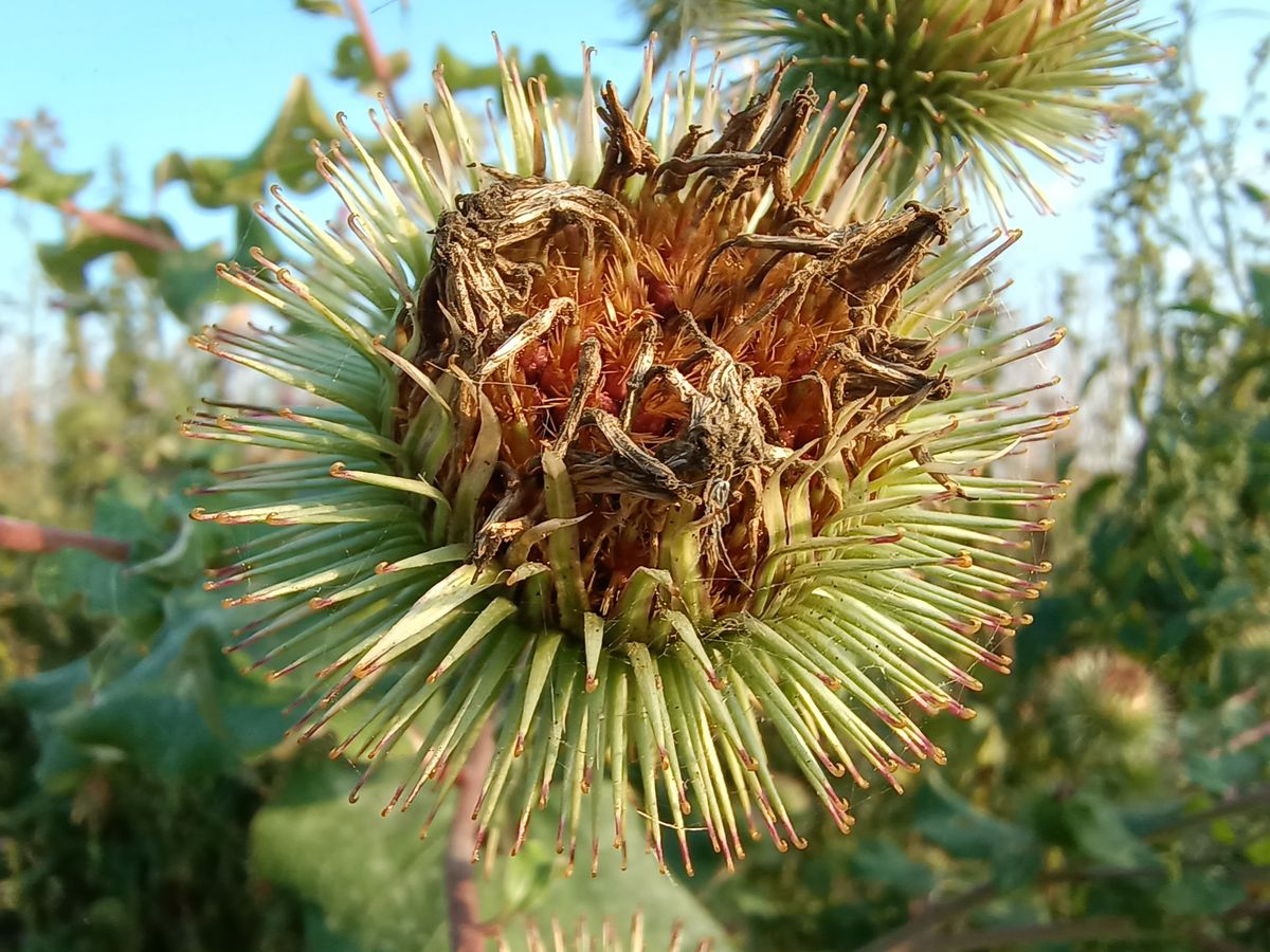 A macro shot of a plant taken by the Motorola Edge 20 Lite