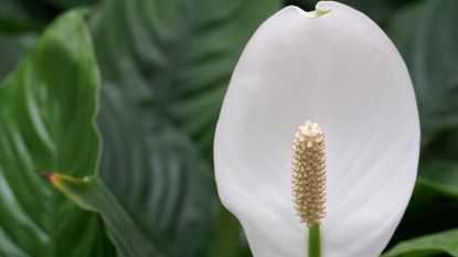 close up of a peace lily