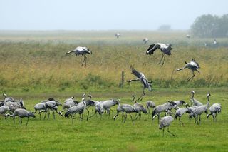 Common or Eurasian crane Grus grus, four landing to join others feeding on corn scattered for them on pastureland, during autumn migration period in Rugen-Bock-Region, Mecklenburg-Vorpommern, Germany