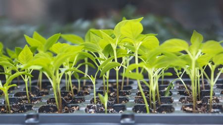 Pepper seedlings growing in transplant trays in a greenhouse