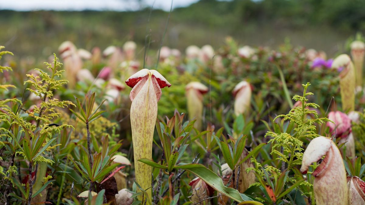 A photo of a Nepenthes pitcher plant.