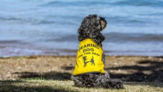 Hearing aid dog sat on beach