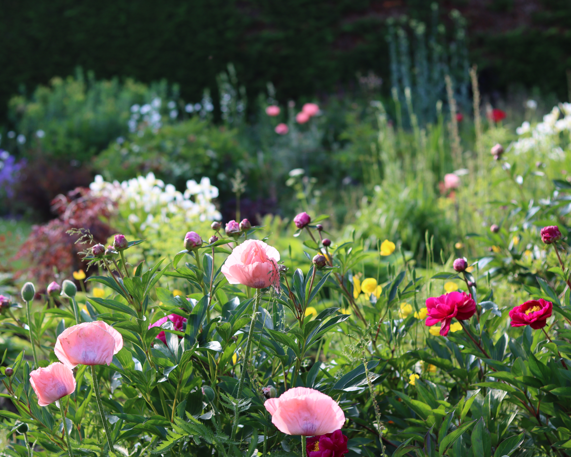 Cottage garden with a bed of colourful flowers