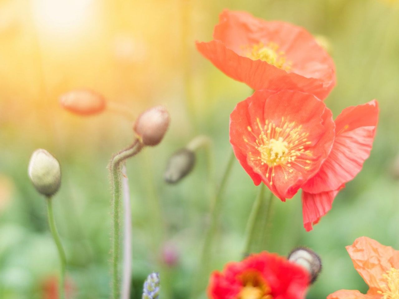 Red Flowers