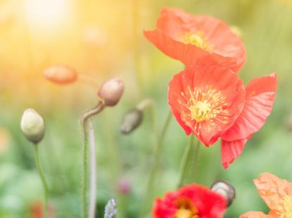 Red Flowers