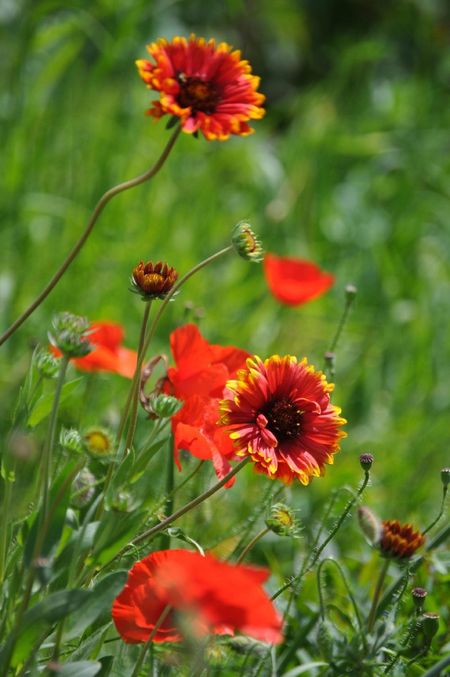 Red-Yellow Blanket Flowers