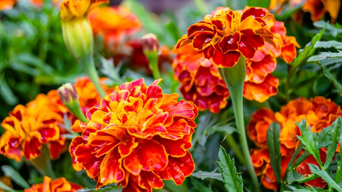 How to Grow Marigolds in Your Garden — A Complete Guide | Livingetc