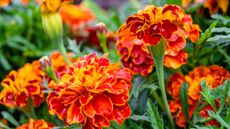 Fine wild growing flower marigold calendula 