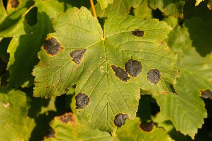 Tar Spots On Maple Tree Leaves