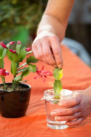 A Christmas cactus being propagated