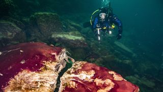 A scuba diver observes the purple, white and green microbes covering rocks in Lake Huron's Middle Island Sinkhole.