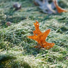 Close up on oak leaf on frosty meadow grass 
