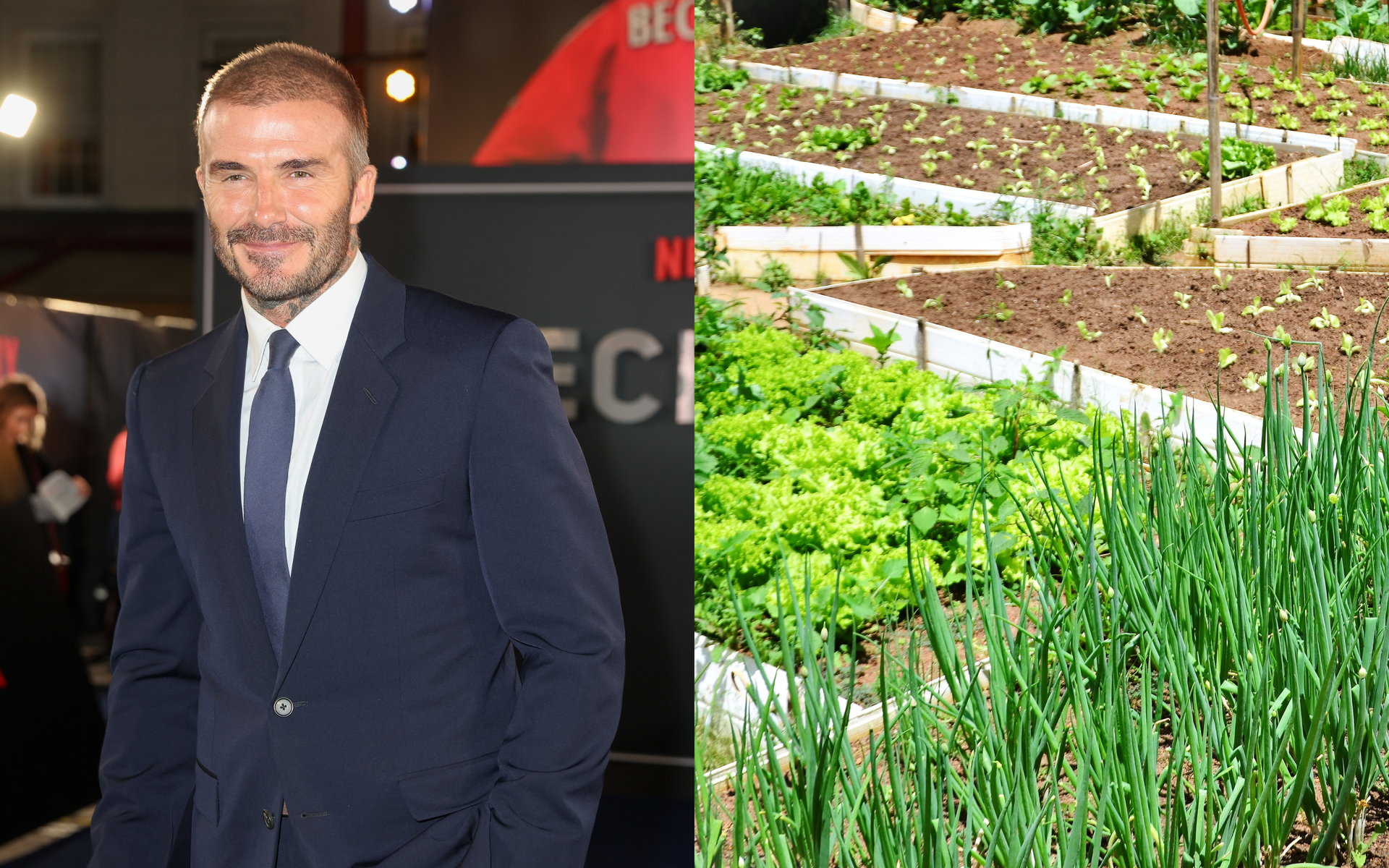David Beckham Loves to Grow This Easy Vegetable Staple | Livingetc