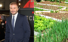 A split screen of David Beckham at the Netflix premiere of Beckham (left) and a vegetable garden with spring onions (right)
