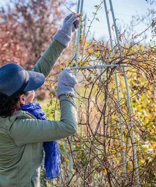 Training climbing rose to grow over obelisk