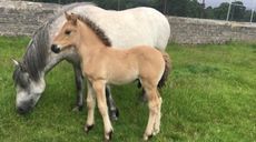 Foal-Norman.jpg