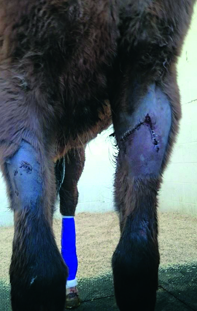 Izzy the yearling saved from Baler Twine Tangle after inappropriate tethering
