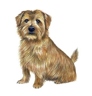 norfolk terrier