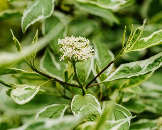 Cornus alba Elegantissima