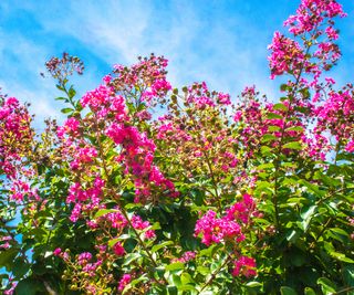 crepe myrtle in full bloom