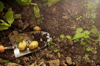 A compost pit