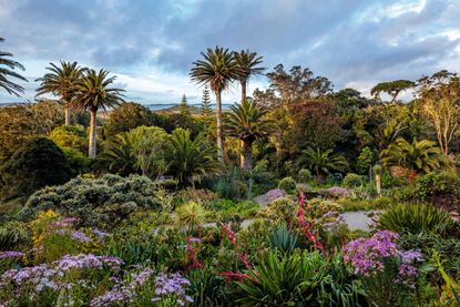 The distinctive red bracts of Beschorneria yuccoides with purple Senecio glastifolius that has self-seeded around the island.. ©Clive Nichols Garden Pictures