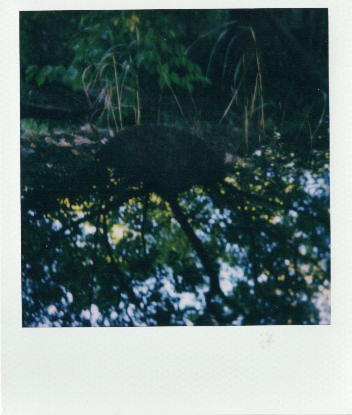 Image sample from the Polaroid Mod