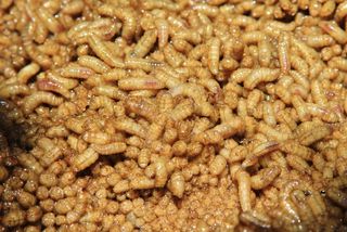 background of maggots