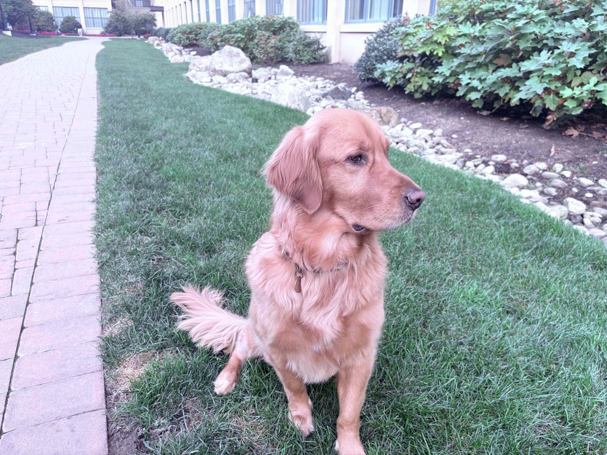 Apple iPhone 16 Plus Review, Camera Samples