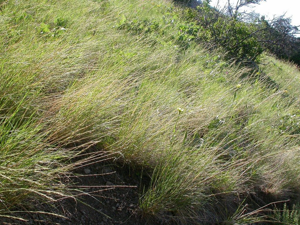 Bluebunch Wheatgrass