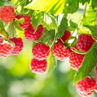 raspberries with red fruits and green leaves