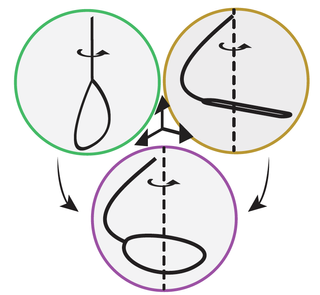Three states of a trick-rope: The hanger (green), the whirler (gold) and the flat loop (purple).