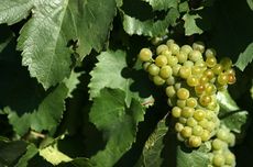 Beyond Malbec