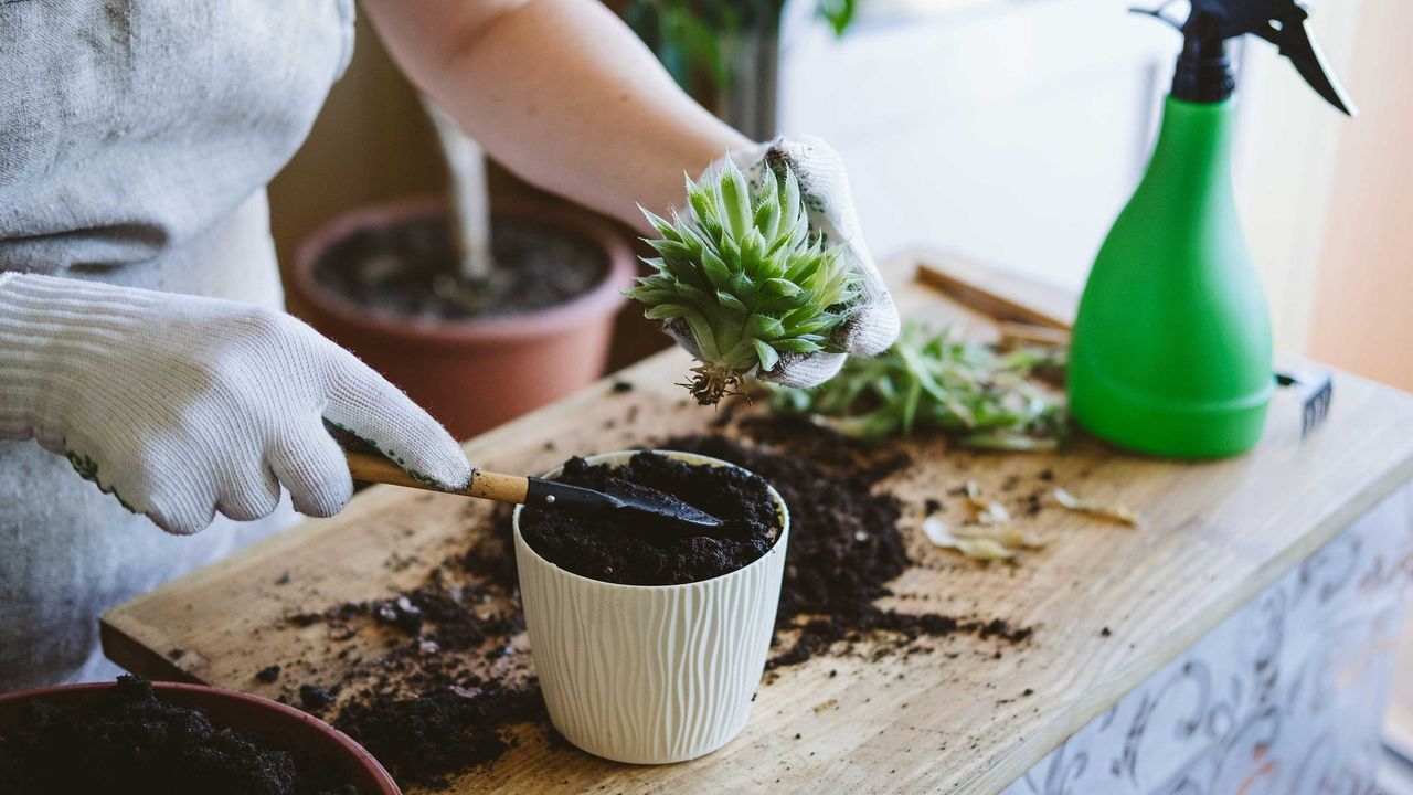 female hands repotting an aloe succulent at home