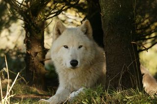 White Wolf in wild
