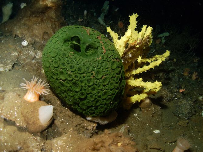 Green sea sponge, evolutionary theory of cancer